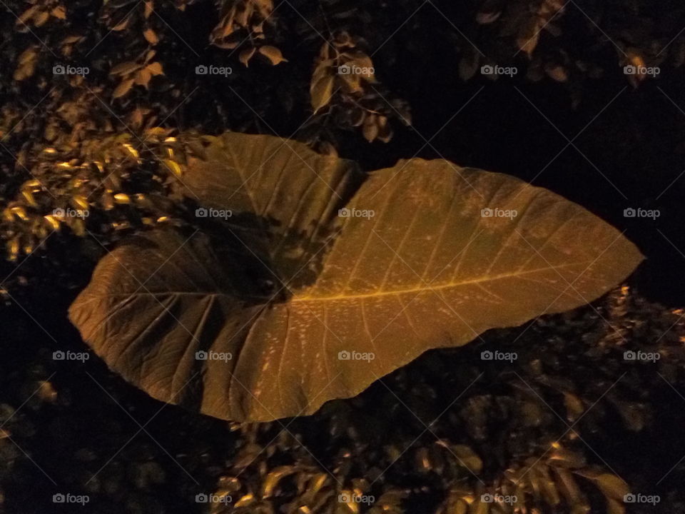 a big leaf of a tree.