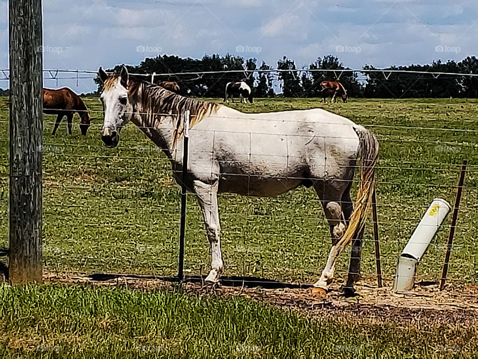 White horse out in a country field on a summer day