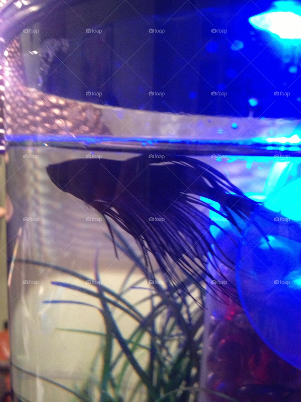 Beta fish 