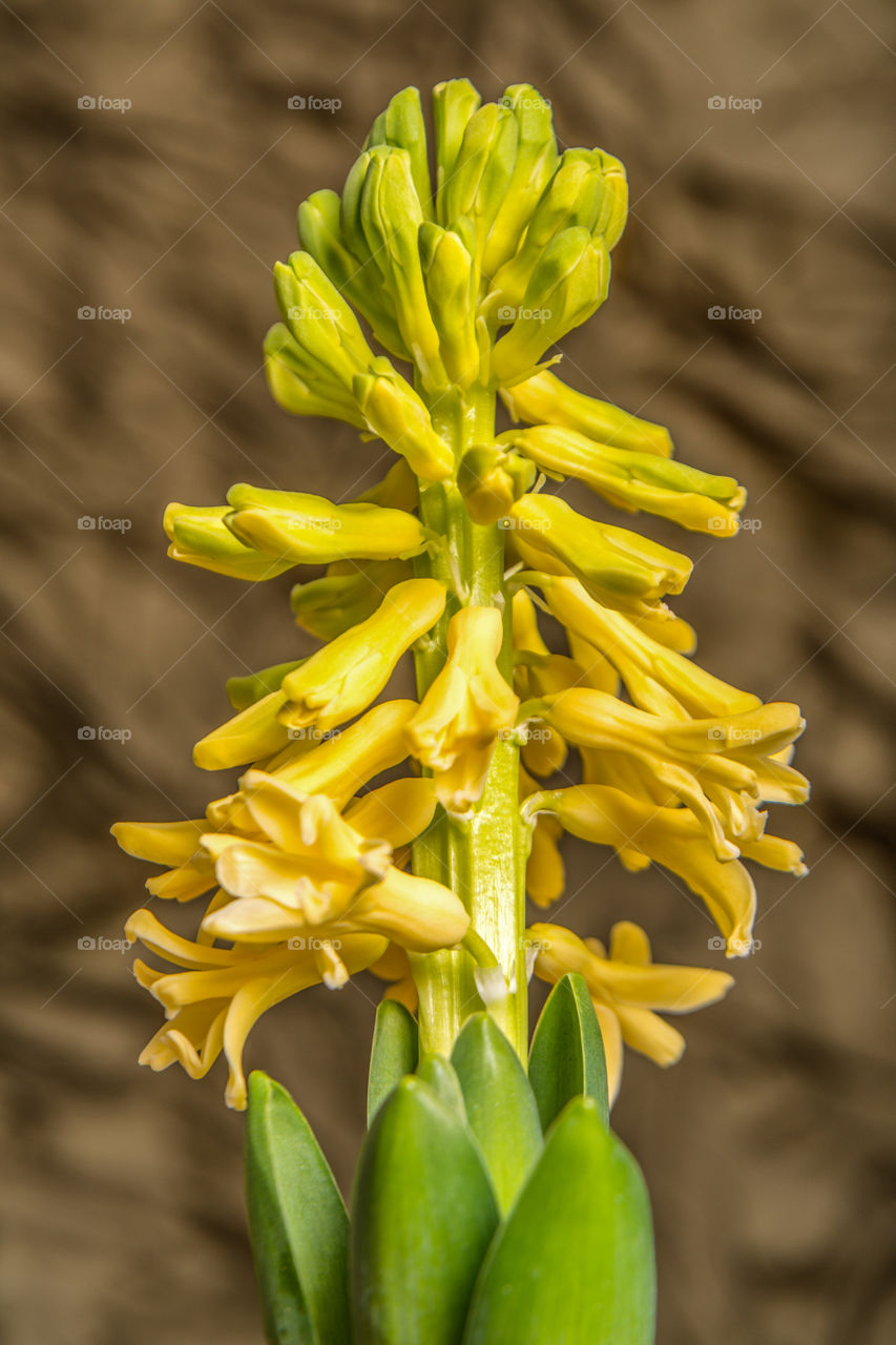 Yellow hyacinth flowers blooming at outdoors