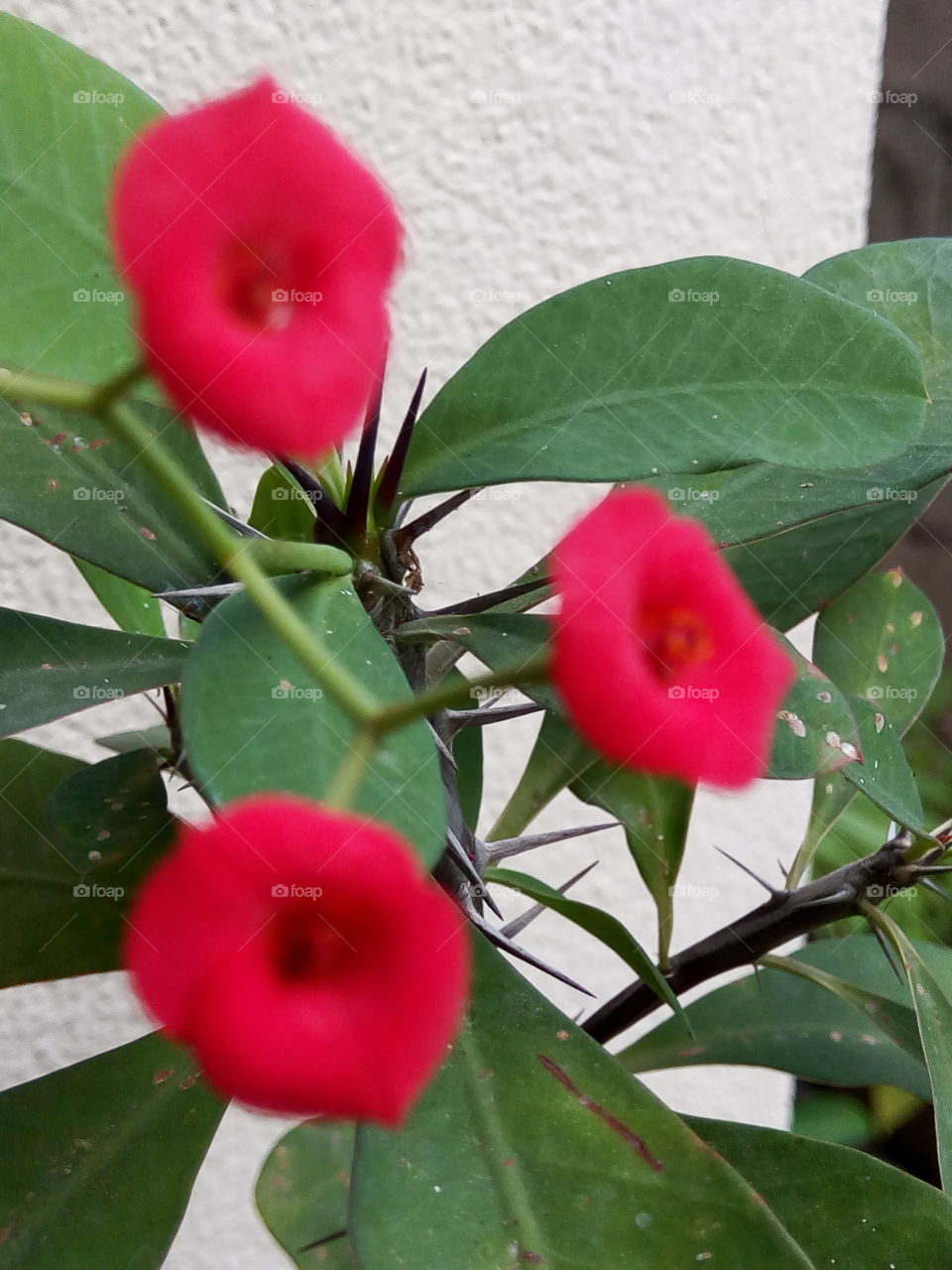 three red crown of thorns posse