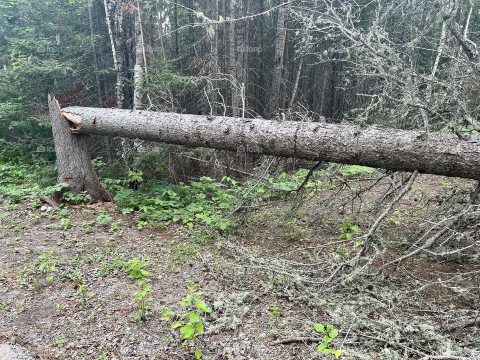 Broken tree