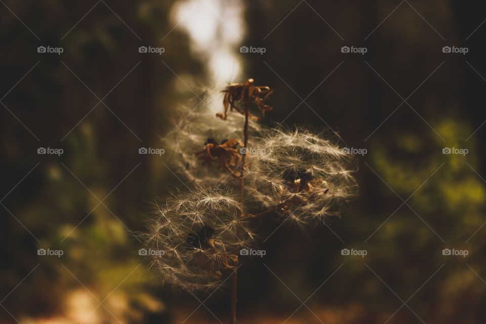 dark sode of the forest