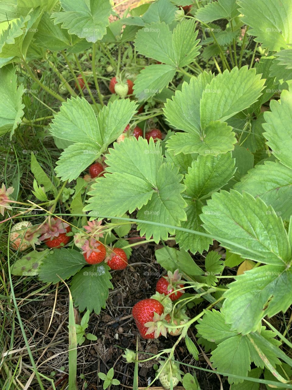 Strawberry patch in the backyard 