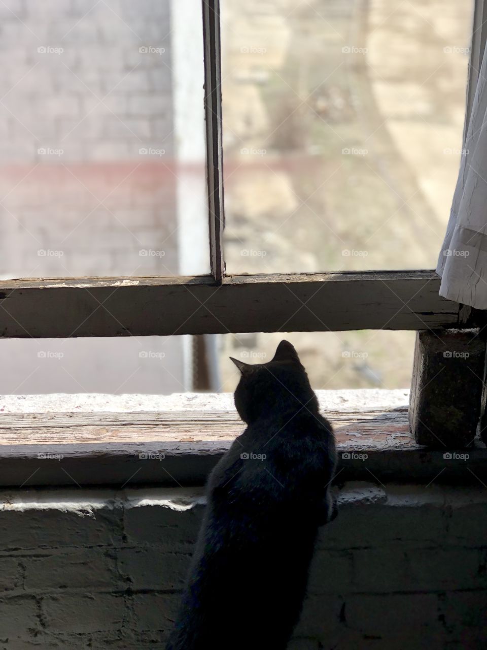 Window Kitty