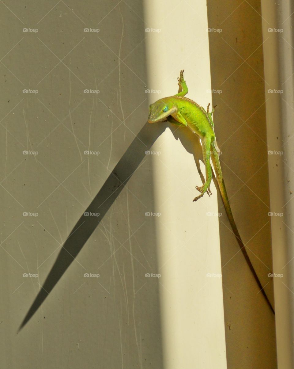 Green lizard on wall