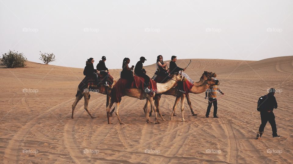 Travel camp Camel 