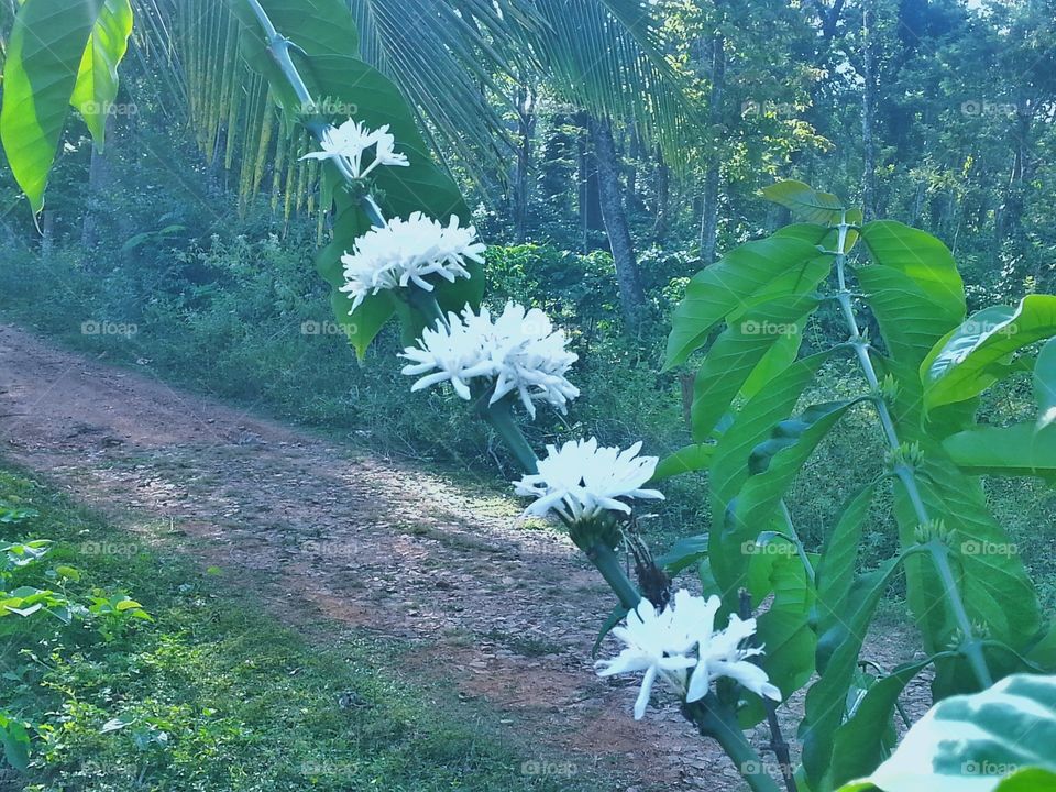 flower of white. Coffee flower