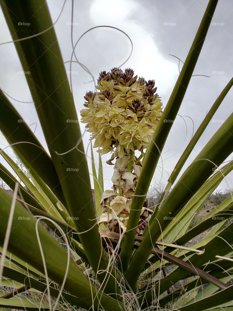 Spring rain yucca