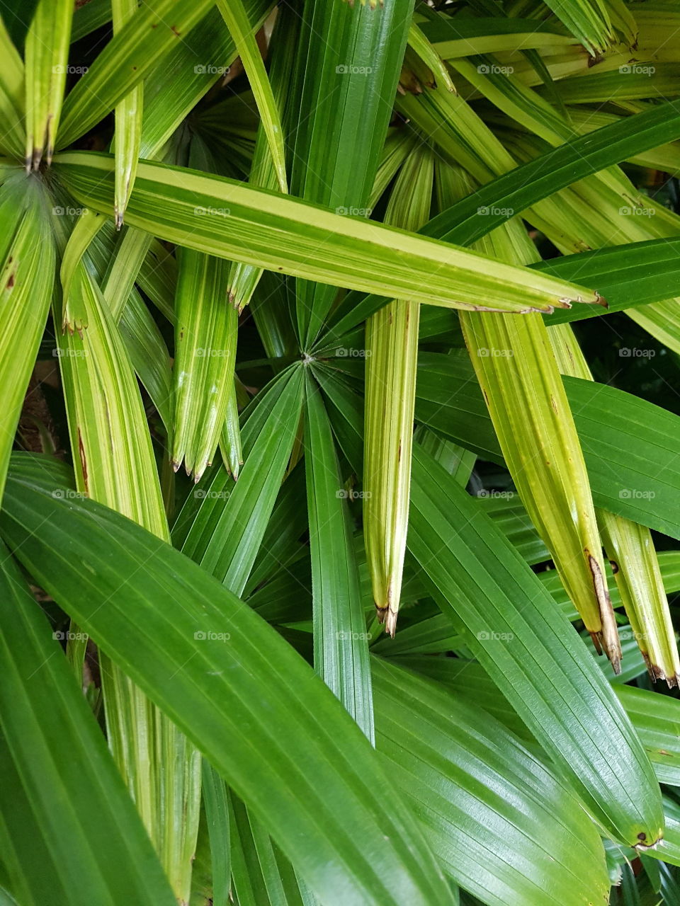 palm leaves