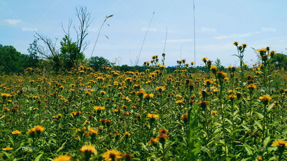 wildflowers in the park of the city of Kiev