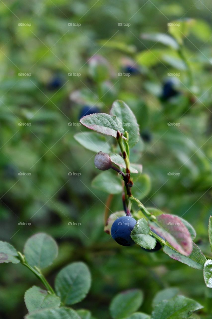 Blueberries