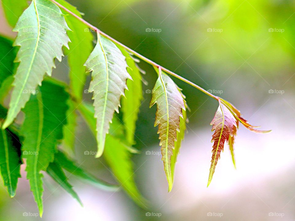 Neem Leafs