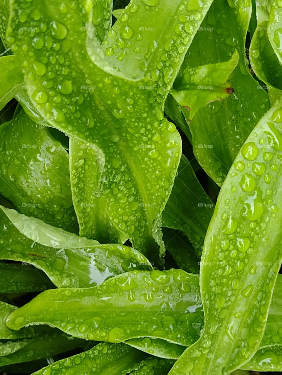 Greenland raining weather water sun drop moment Elegant