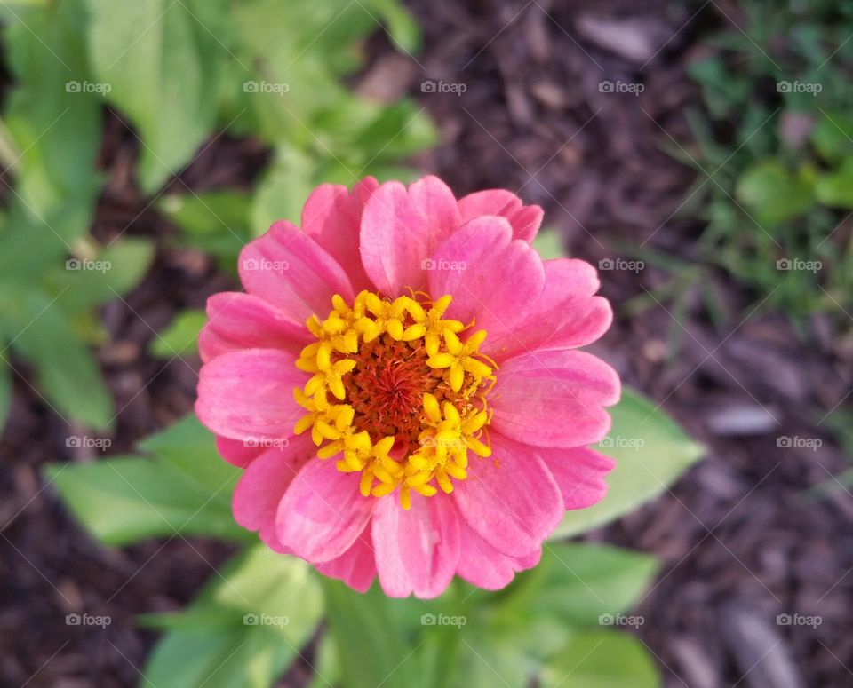 Pink zennia flower