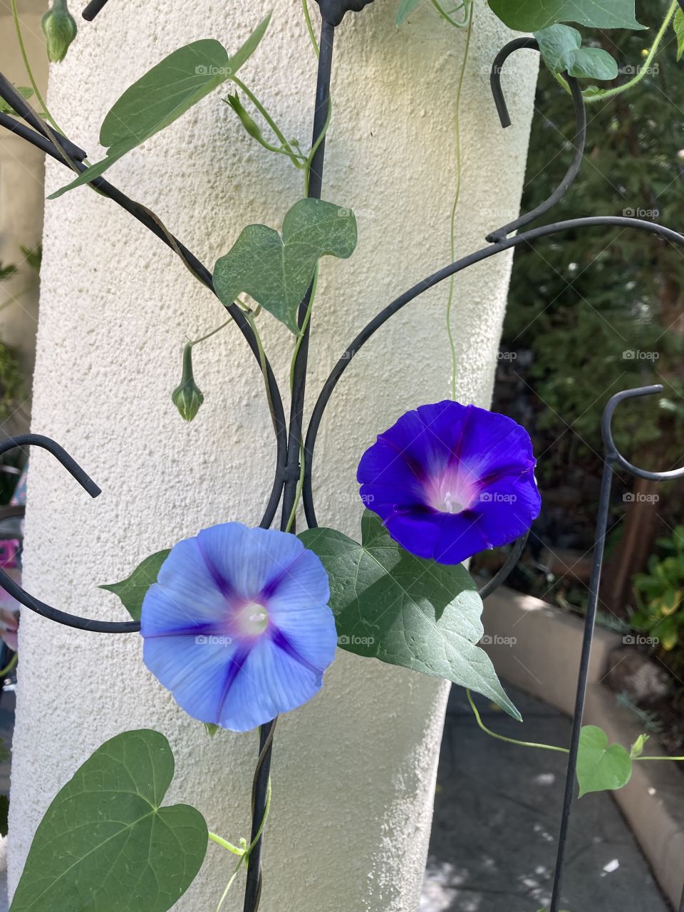 Morning glories in purple shades 