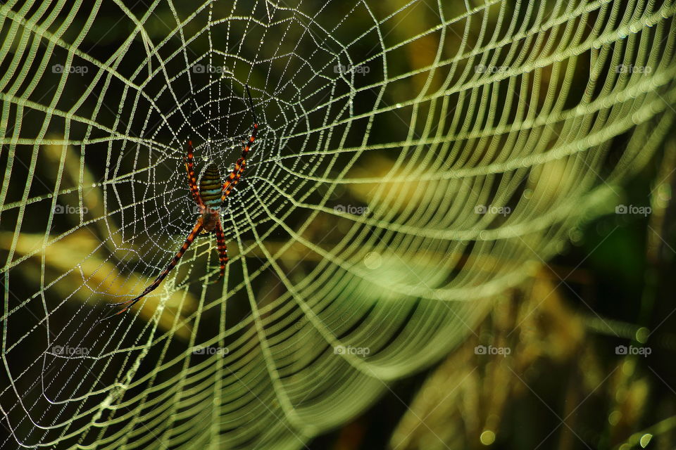 sider hunting on spiderweb