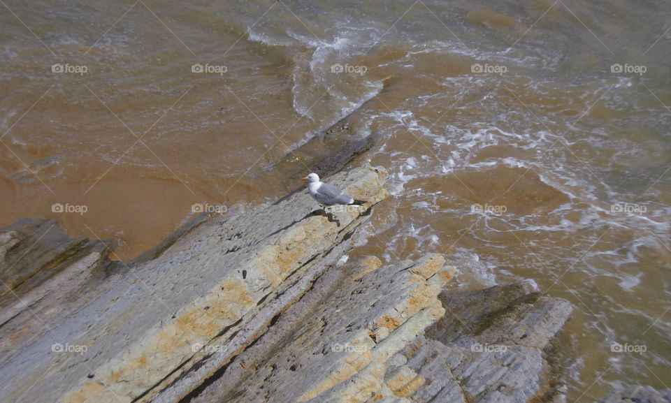 Seagull on the rocks. Literally.