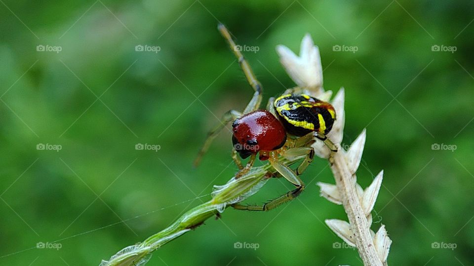 Angry spider raising his legs to hit