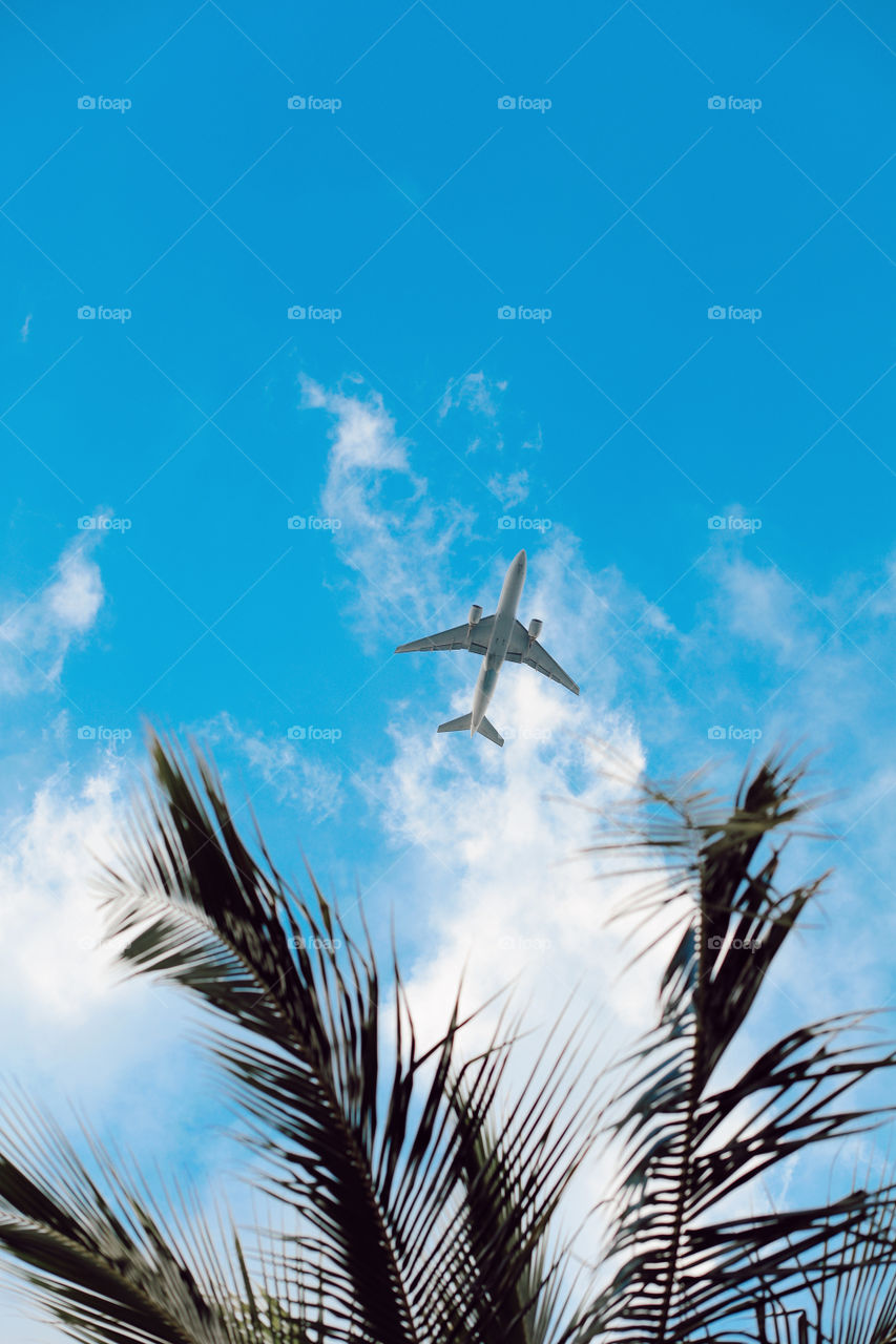 Planes and palm trees