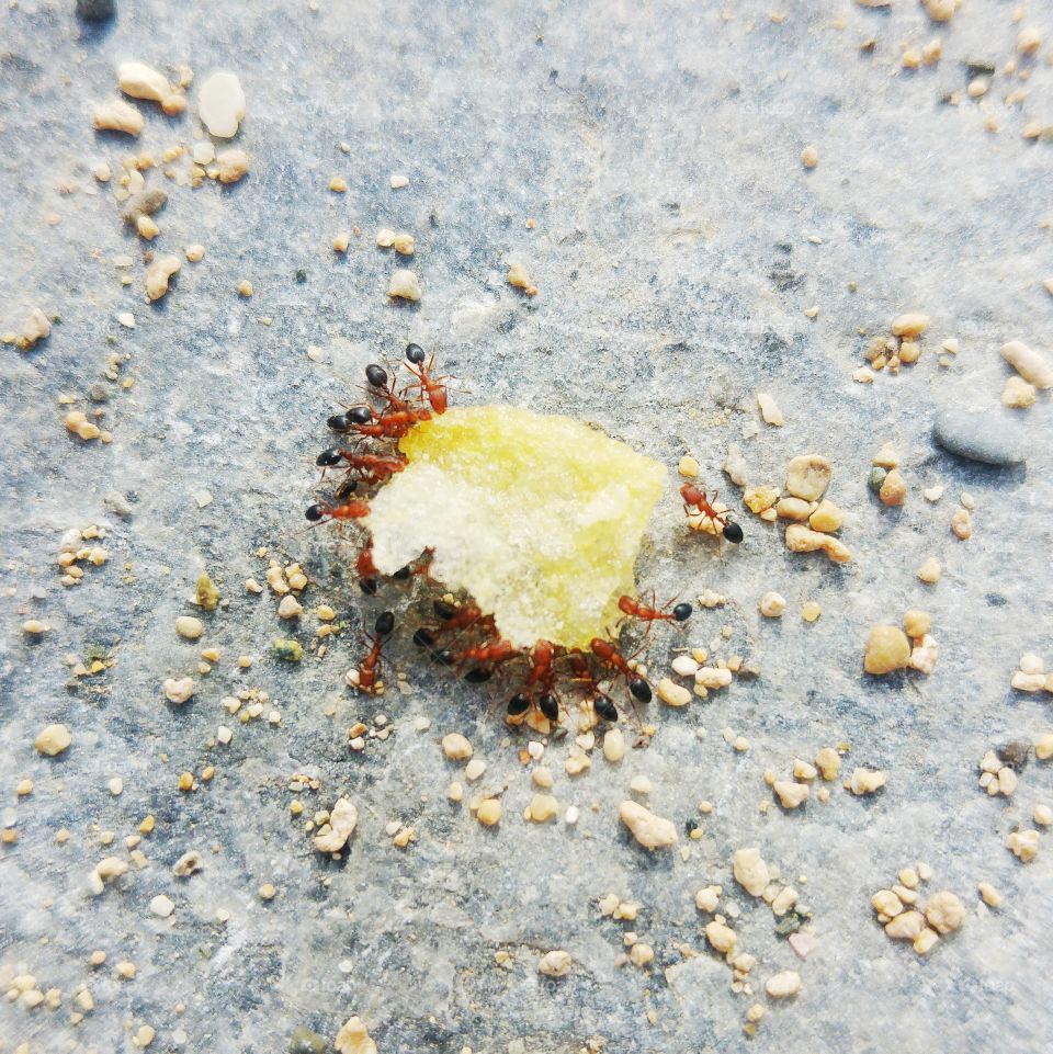 Ants Carrying a Potatoe Crisp Close Up
