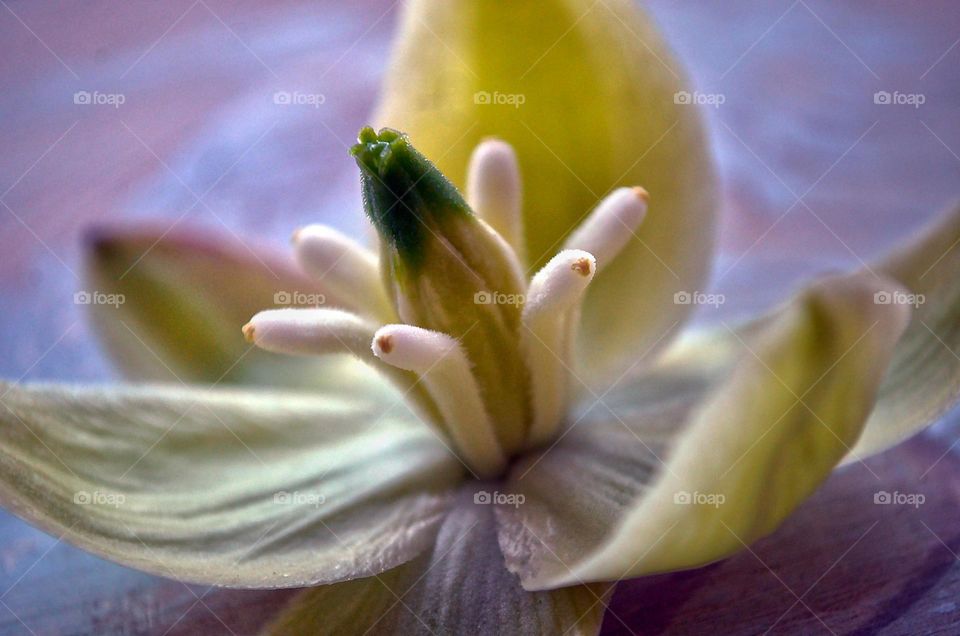 Macro photo Yucca flower 