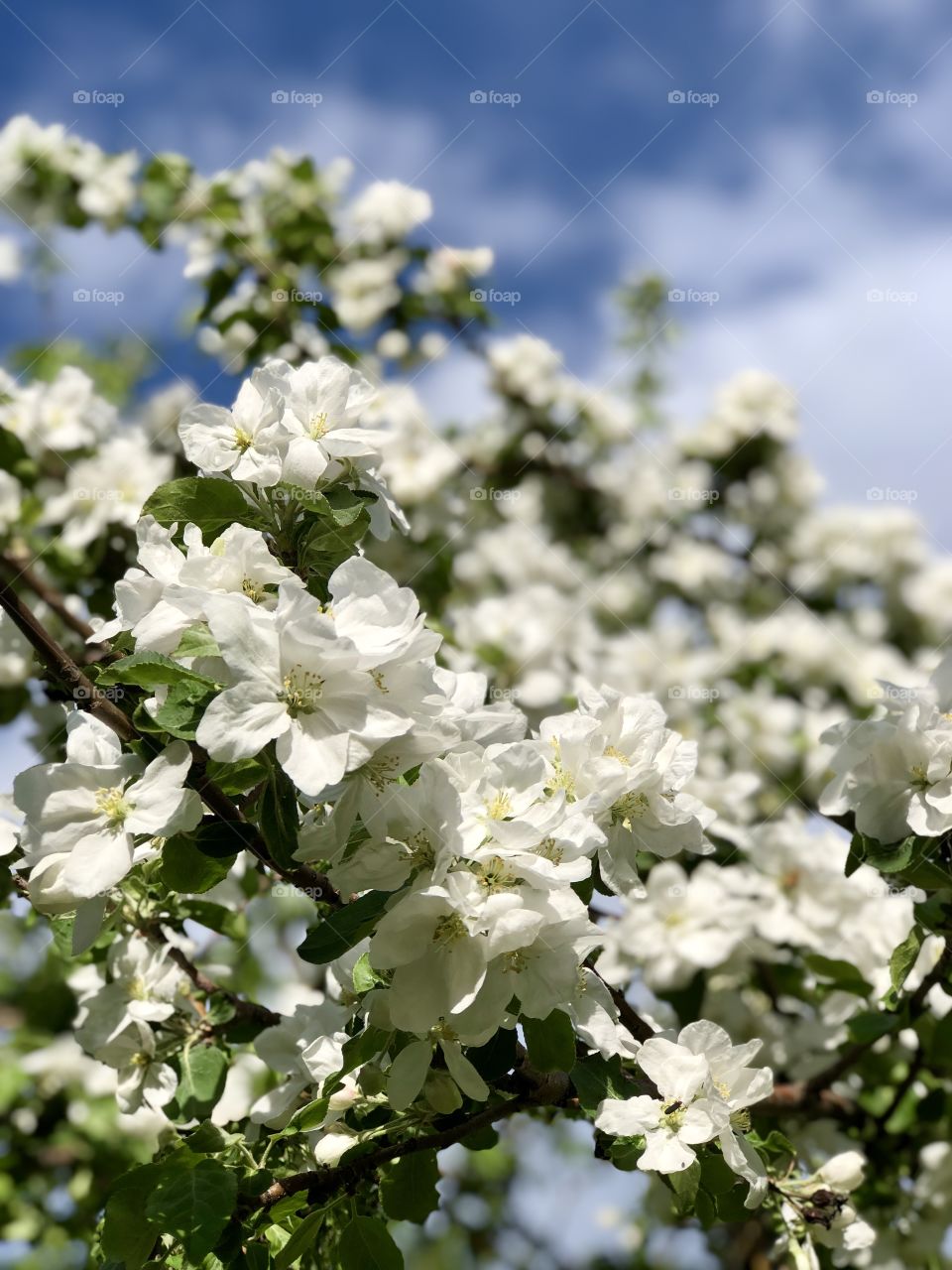 White apple blossoms. 