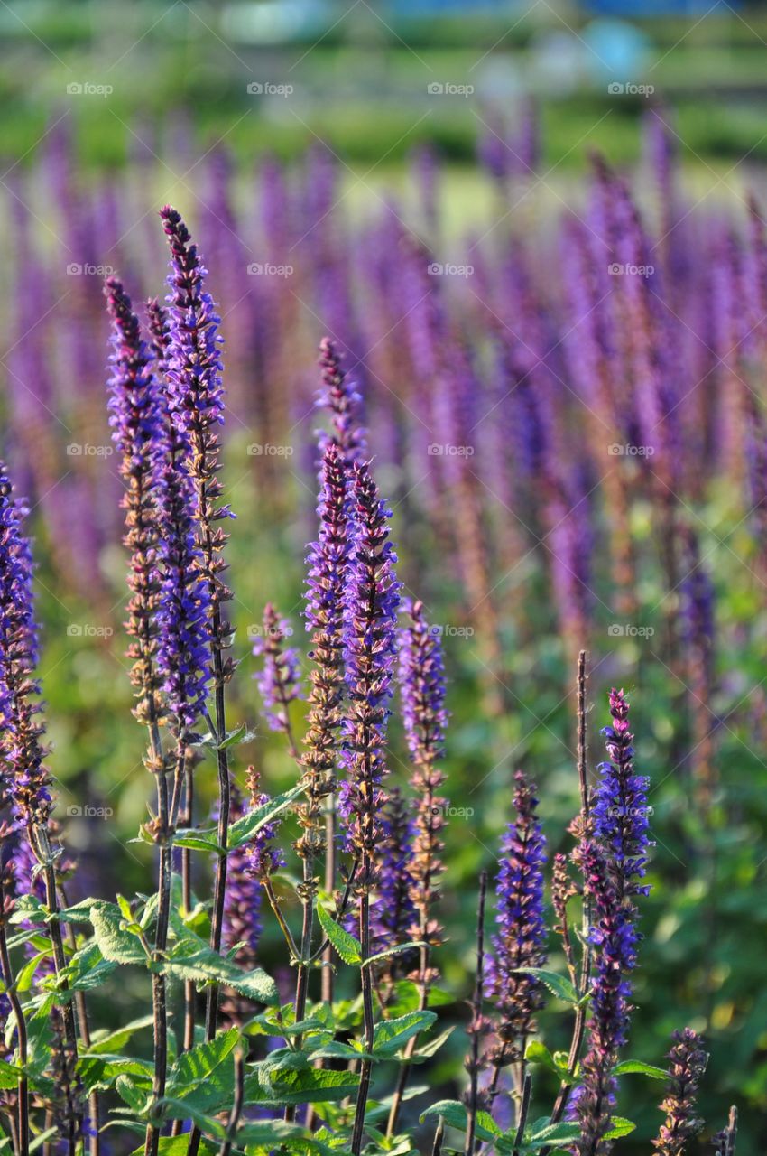 purple flowers