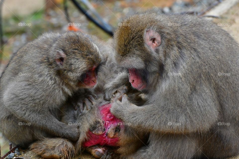 Grooming Japanese macaque