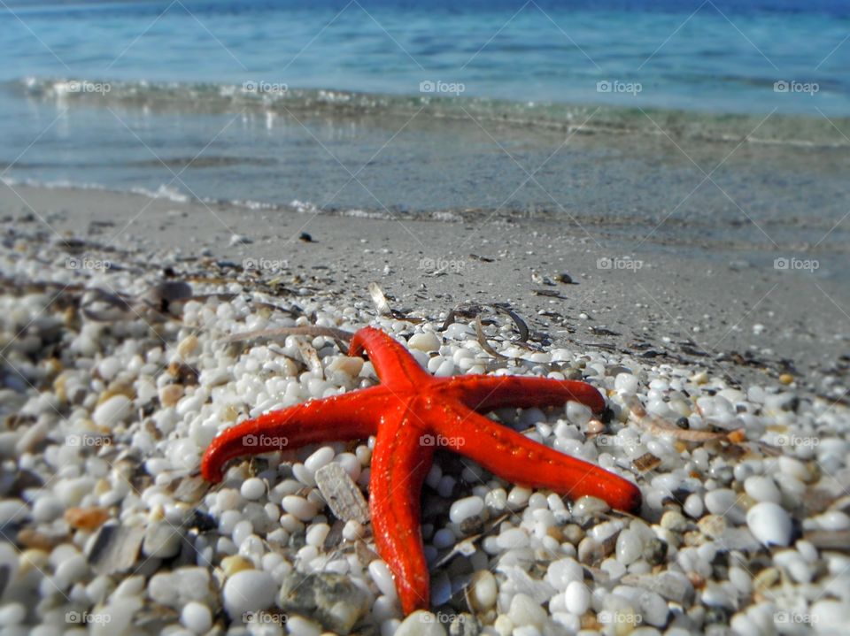 orange starfish