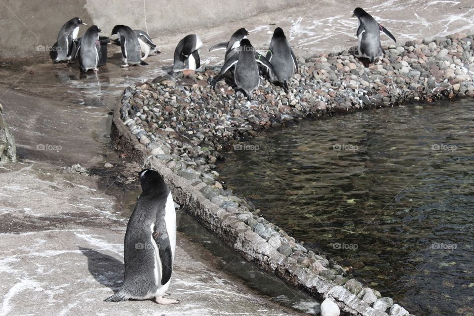 The Penguins of Edinburgh Zoo 