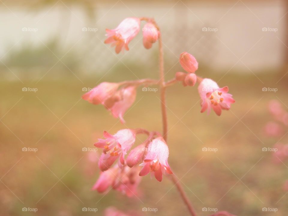 Small pink tiny bells with hot light