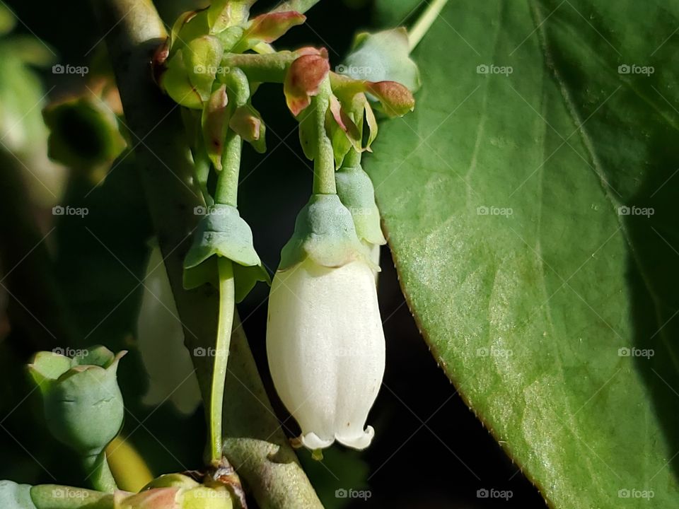 Blueberry Bush white flower