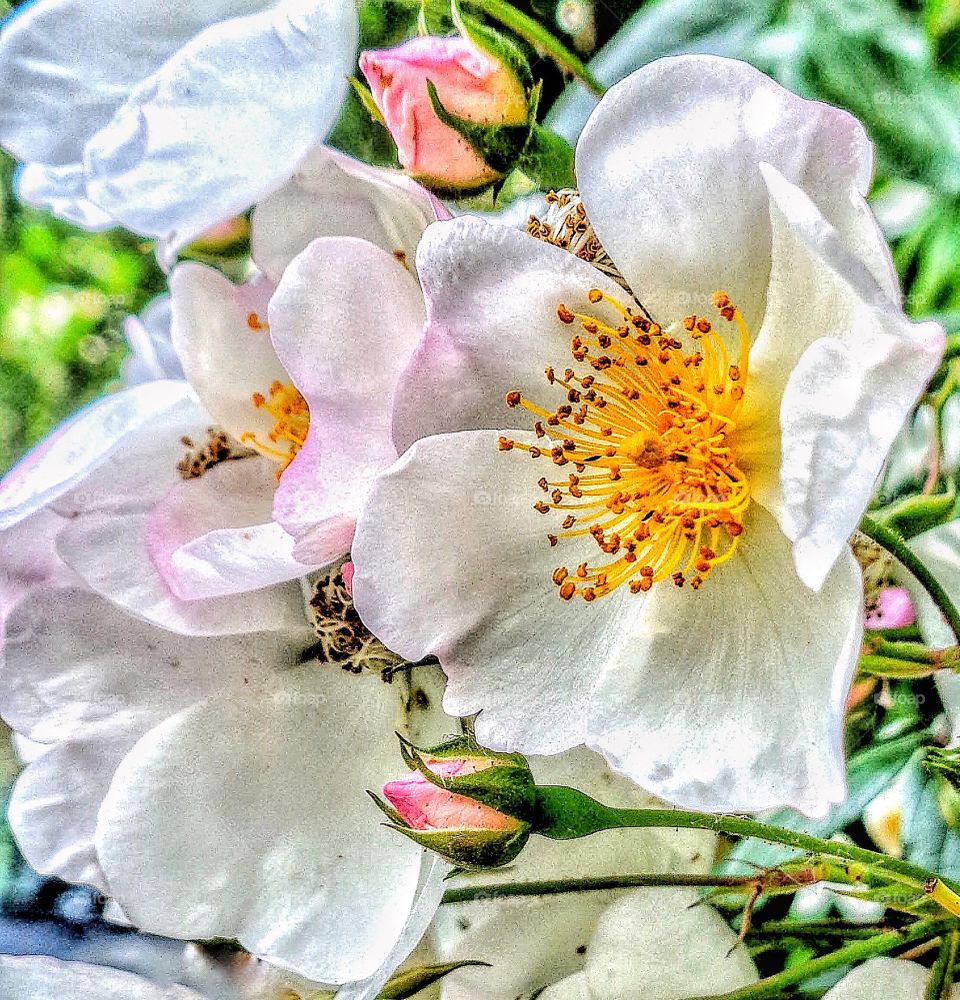 Beautiful fragrant roses