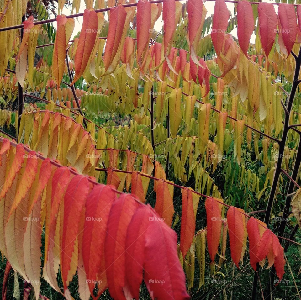 Autumn colors