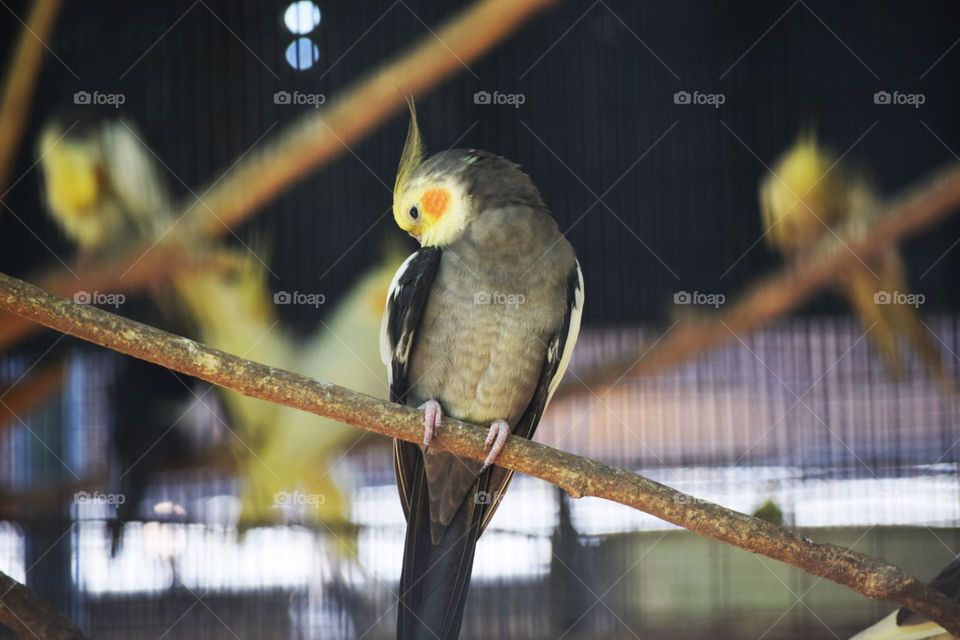 yellow and ash lovely bird