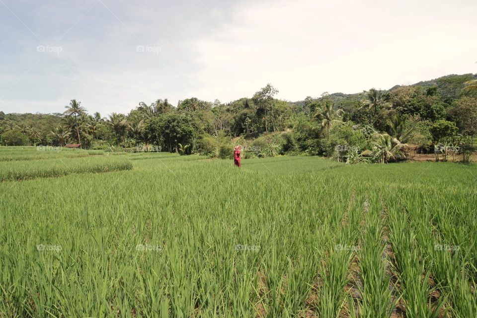 rice field