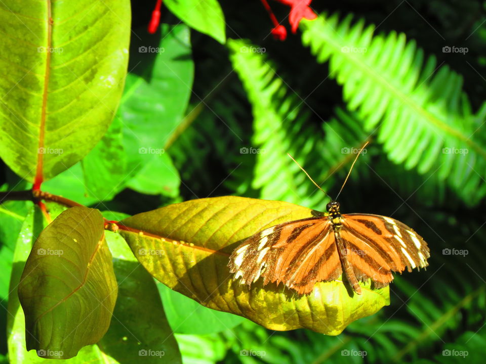 Butterfly in a garden background.