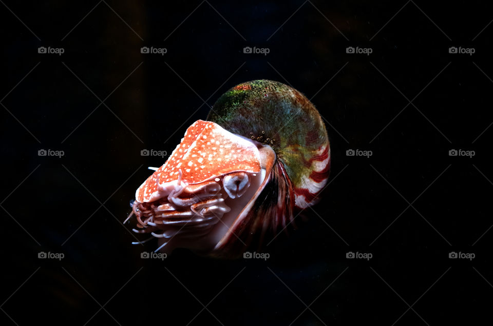 Close-up of nautilus in sea.