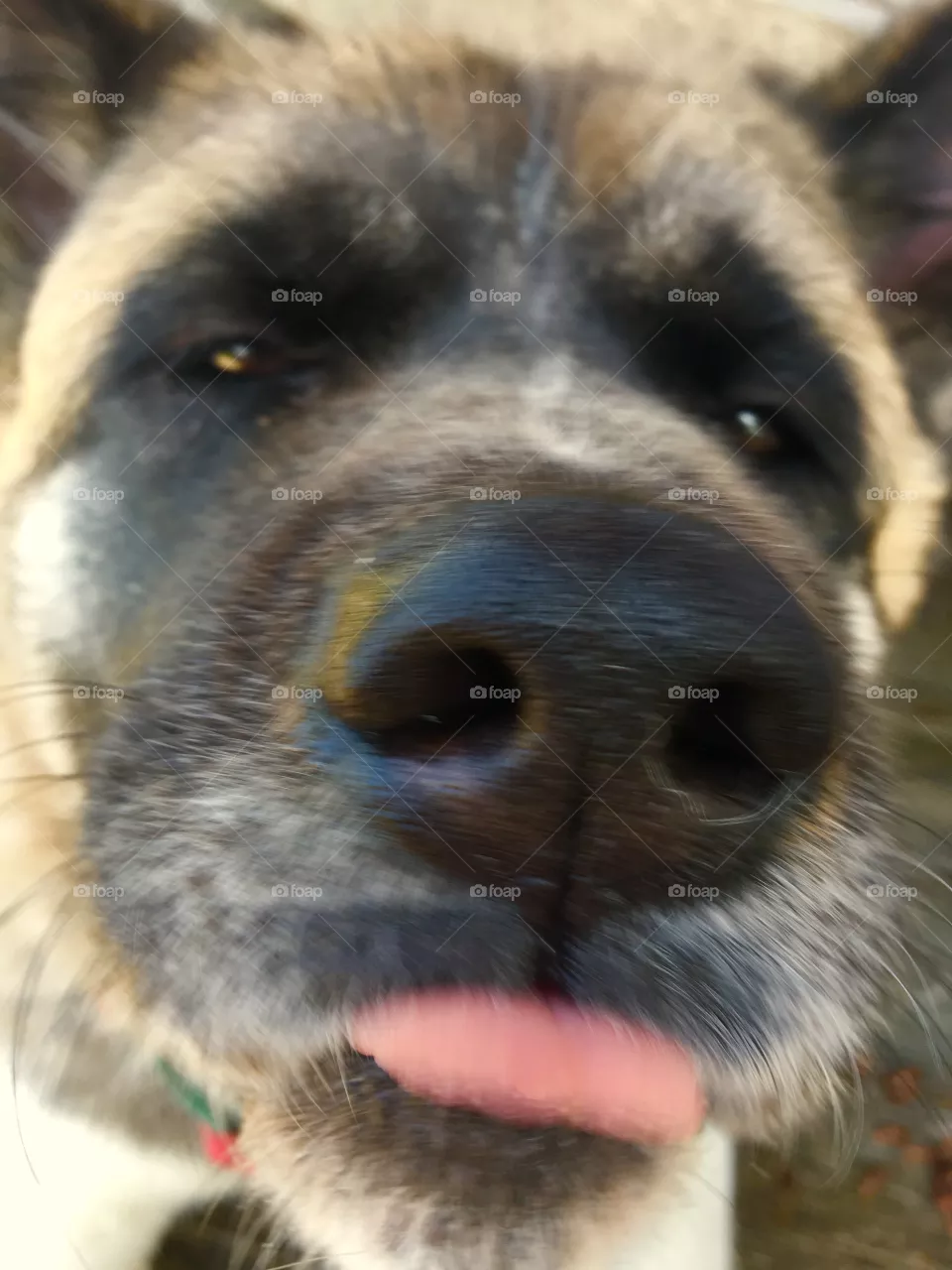Akita Dog