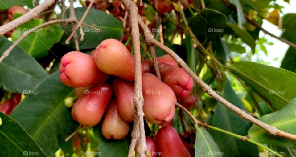 So nice redies water apple it's so testy fruit. it's a many colours like pink , red, white in India testy and juicy fruit