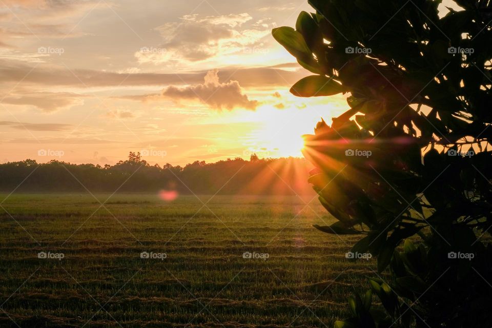 Sunrise at the paddy field.Rice field with sunrise and flare over the sun in morning light