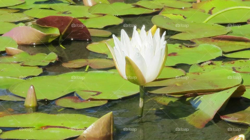 Beauty of lone Lilypad Flower