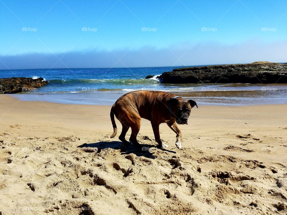 Thor in Santa Cruz!