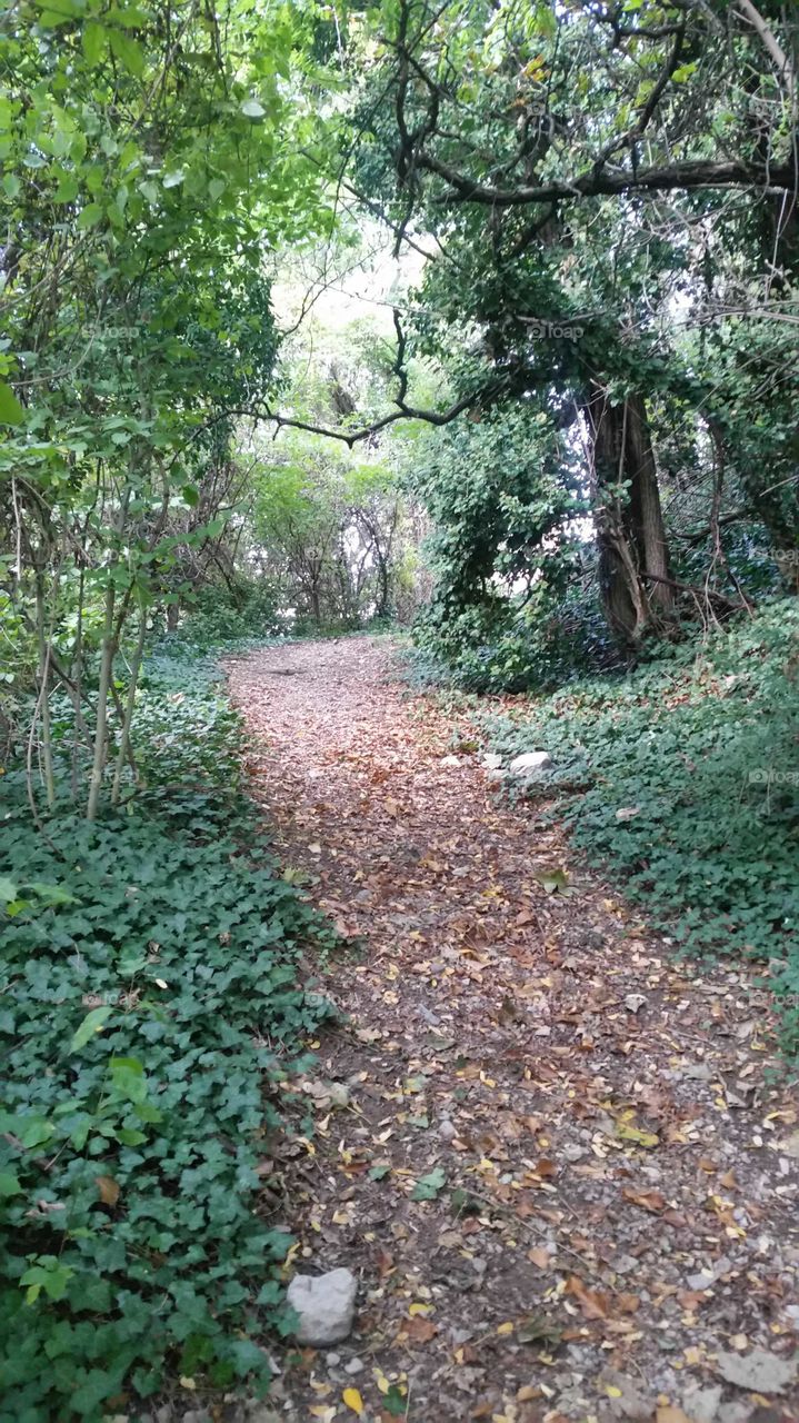 Un chemin dans la forêt