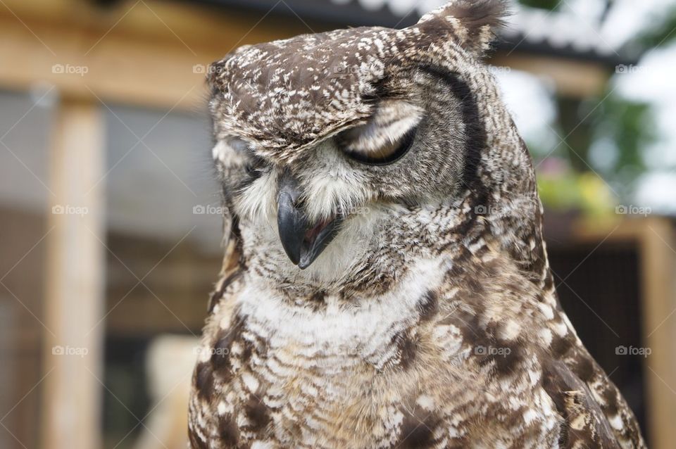 Stunning Owl