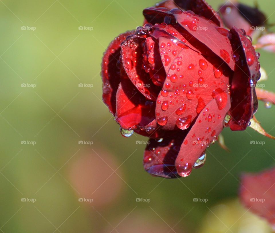 water drops on a rose in a community garden with a green background