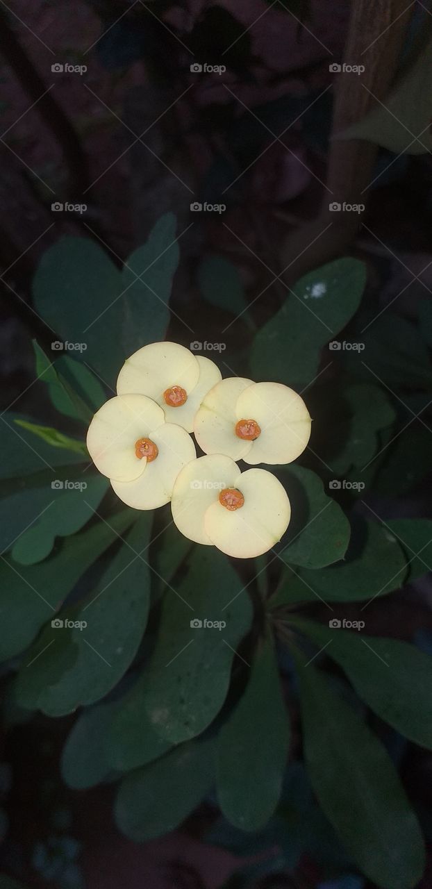 four beautiful butter colour flowers with green leaves