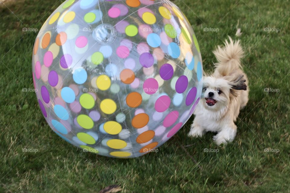 Dog playing with a ball