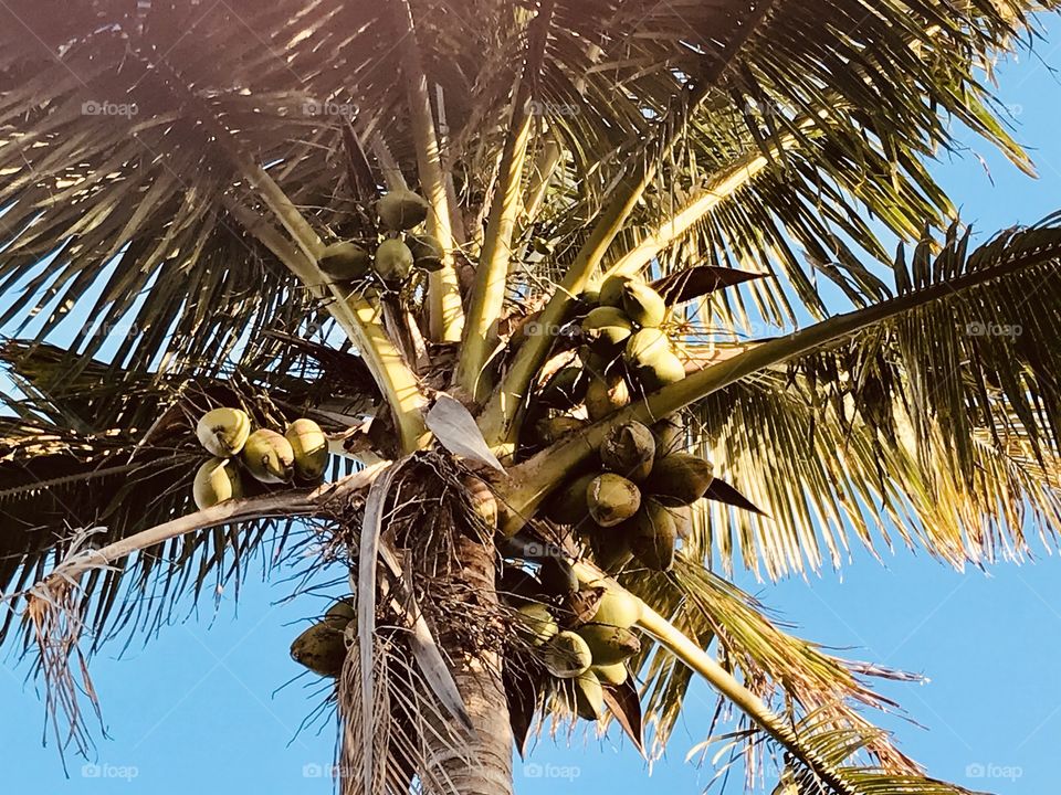 Coconut breeze all summer long 
